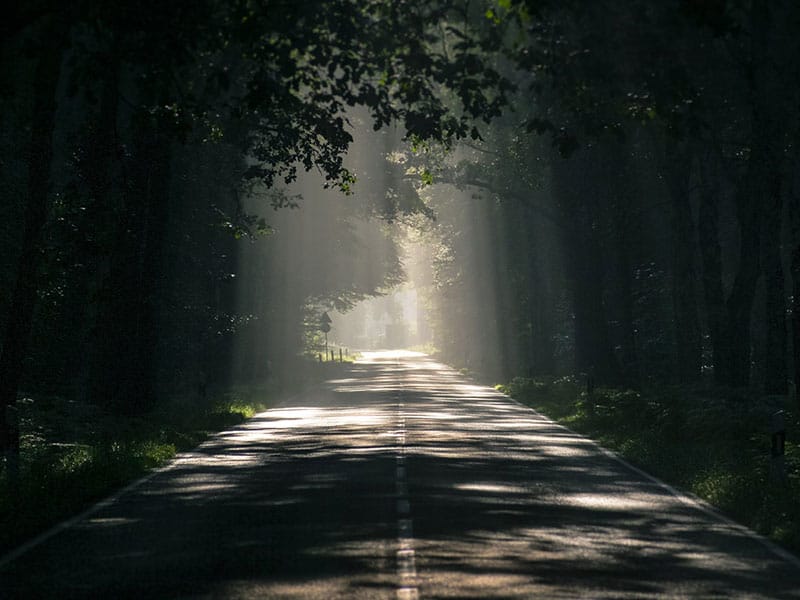 trees and road